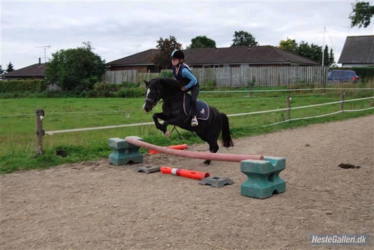 Welsh Mountain (sec A) Dorthealyst barbara!(Doddi) R.I.P - Mig og Doddi springer. billede 17