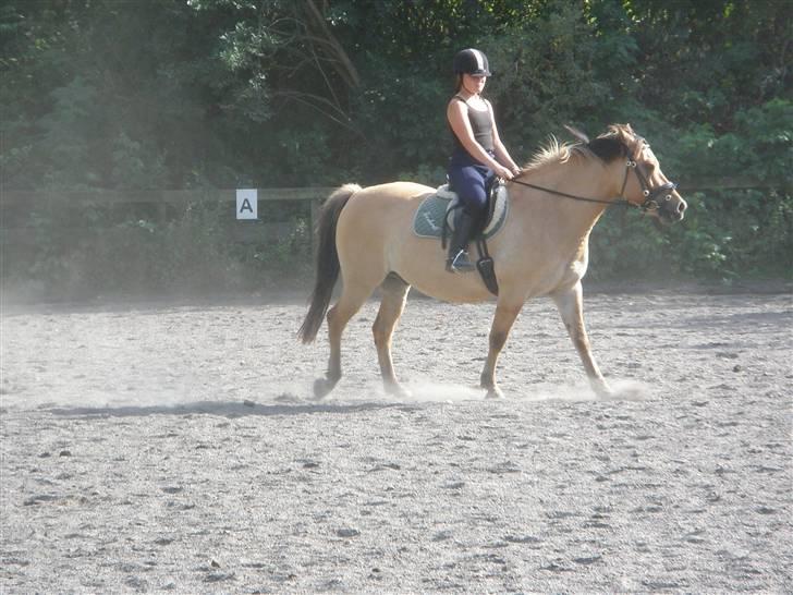 Anden særlig race Frederik *SOLGT* - I sommerferien på KDR billede 10