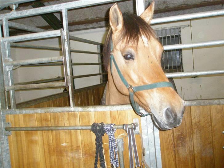 Anden særlig race Frederik *SOLGT* billede 12