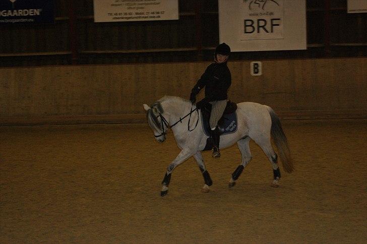 Welsh Pony (sec B) Bjerregårds Santos - .jeg elsker dig din lille prut :D billede 12