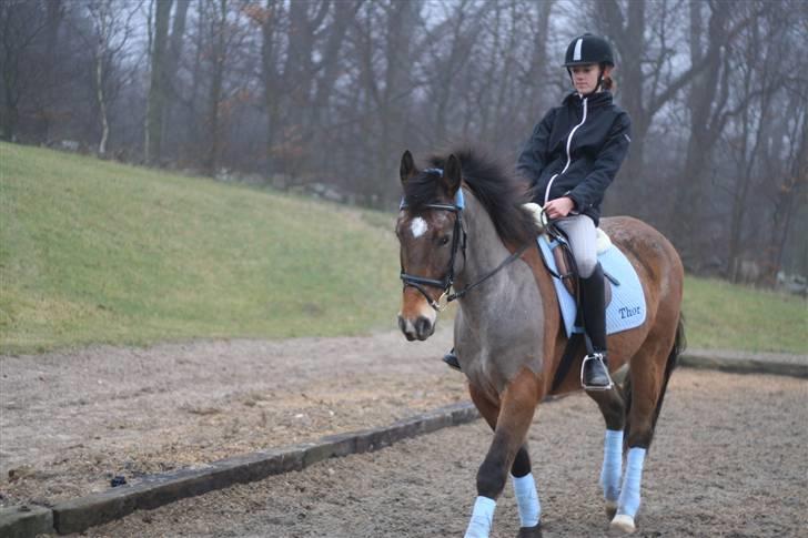 Anden særlig race Thor - Fotograf: Annika billede 9