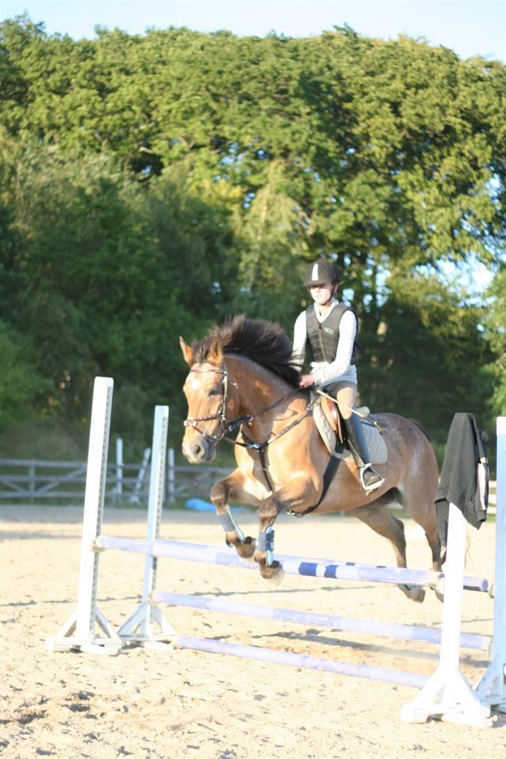 Anden særlig race Thor - Fotograf: Annika billede 10