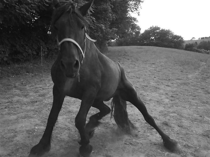 Frieser Picasso (puk foure) - "jeg ser lidt dum ud når jeg lige har rullet mig, og skal op igen!" billede 2