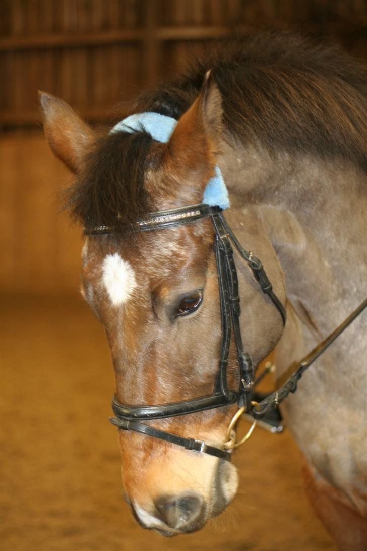 Anden særlig race Thor - Fotograf: Annika billede 12