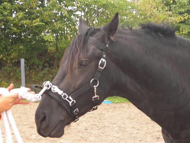 Frieser Picasso (puk foure) - "jeg gider ikke mere nu" haha ..  billede 4