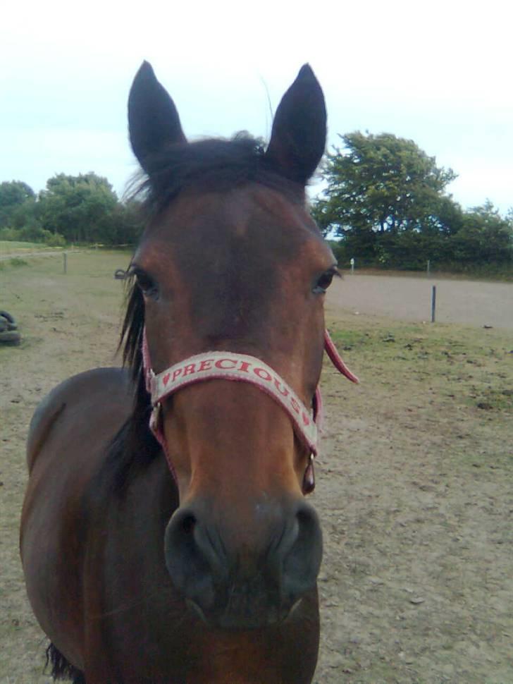 New Forest Beauty   *solgt* - "øh jeg skal lige se hvad du har gang i" <3 billede 11