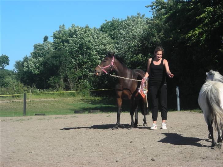 New Forest Beauty   *solgt* - beauty og min søs i sommers da hun havde både bonanza og beauty med ned på banen <3 billede 12