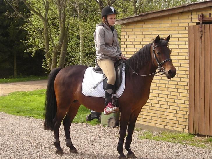 New Forest Beauty   *solgt* - sommeren 2008. jeg elsker dig virkelig min pony <3 billede 13