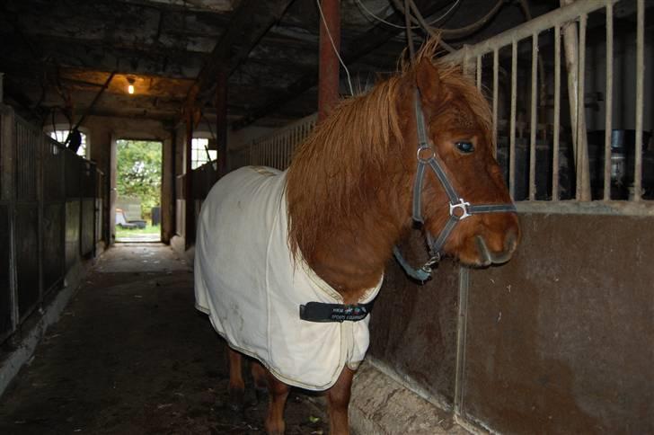 Anden særlig race S Flying Ferrari SOLGT <3 billede 16