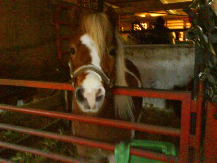 Shetlænder Skovlundegårds Dublo<333 - søde lille Dublo i sin boks billede 16