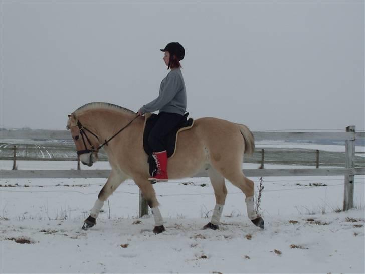 Fjordhest Ågerupgårds Samson - 11#  // 2 gang med rytter - og super sjusket rytter men viklarede det trods min forstuvede arm og fod : b    Foto : Natali Hansen  billede 9