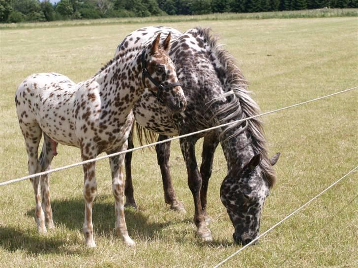 Knabstrupper SØHOLMGAARDS KENTUCKY - smukke Søholmgaards Kentucky som skal sælges billede 1