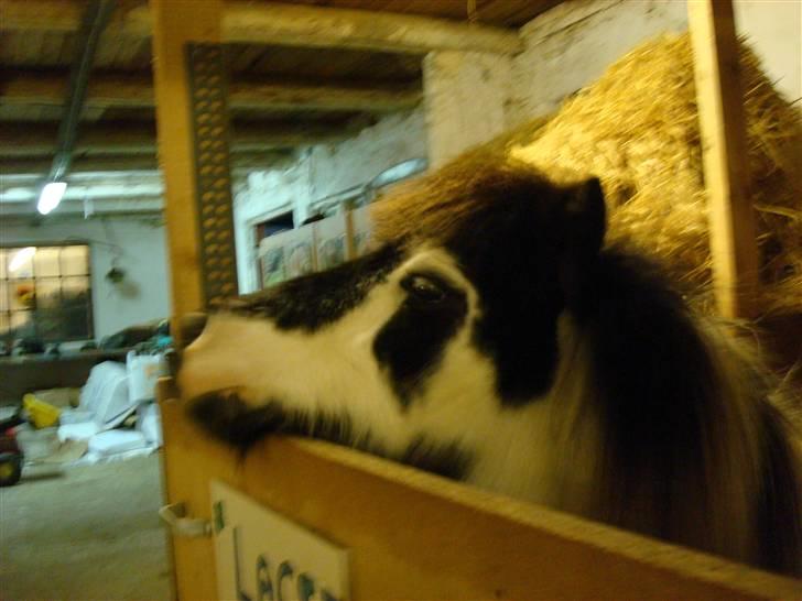 Anden særlig race Lasse * solgt * - Lilleskid :D billede 10