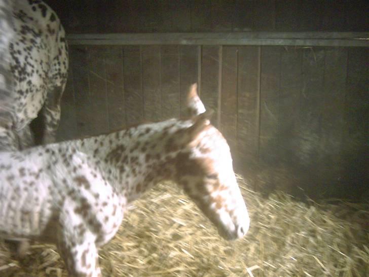 Knabstrupper SØHOLMGAARDS KENTUCKY - Søholmgaards Kentucky nyfødt første gang på benene  billede 2