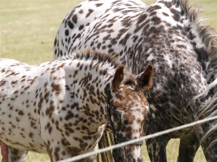 Knabstrupper SØHOLMGAARDS KENTUCKY - Søholmgaards Kentucky sammen med sin mor Søholmgaards Cassiopeia på fold billede 3