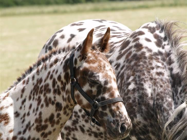 Knabstrupper SØHOLMGAARDS KENTUCKY - smukke Søholmgaards Kentucky som skal sælges billede 4