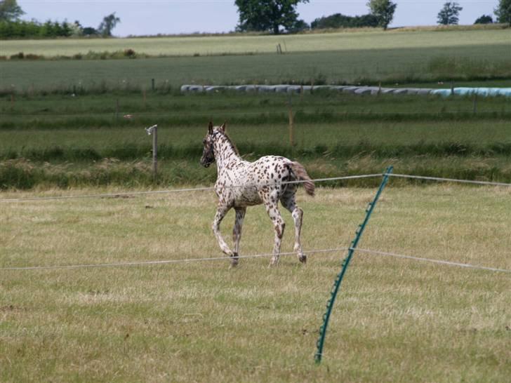 Knabstrupper SØHOLMGAARDS KENTUCKY - smukke Søholmgaards Kentucky som skal sælges billede 5