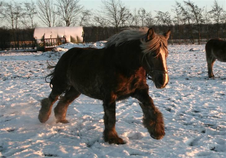 Jyde Bellami   - galop.. billede 8