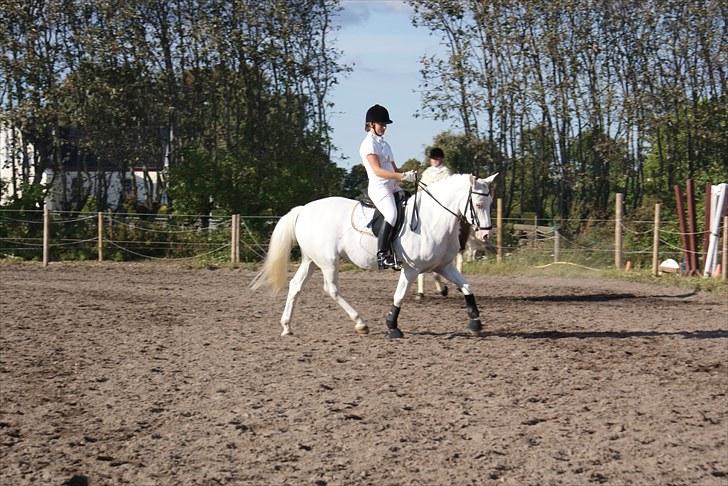 Connemara Mosedals Snowflake - FM Hold, september 2010 billede 8