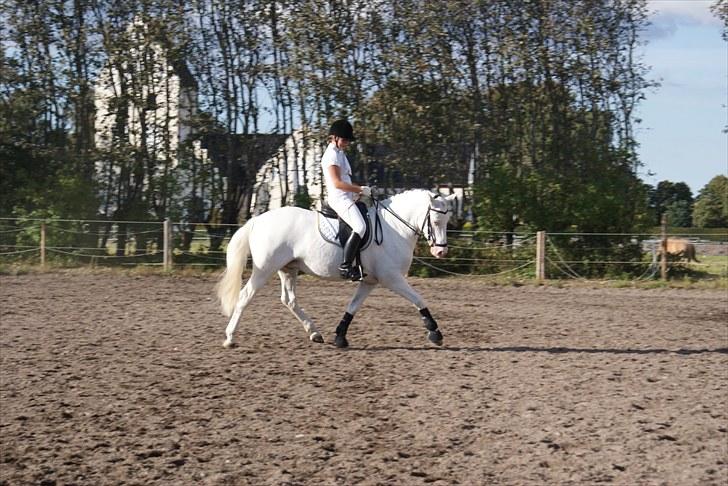 Connemara Mosedals Snowflake - FM Hold, september 2010 billede 9