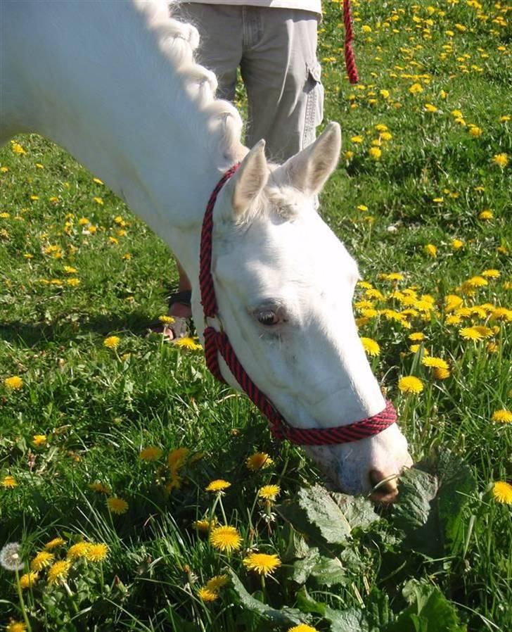 Connemara Mosedals Snowflake - Vantinge. Af Sarah billede 10