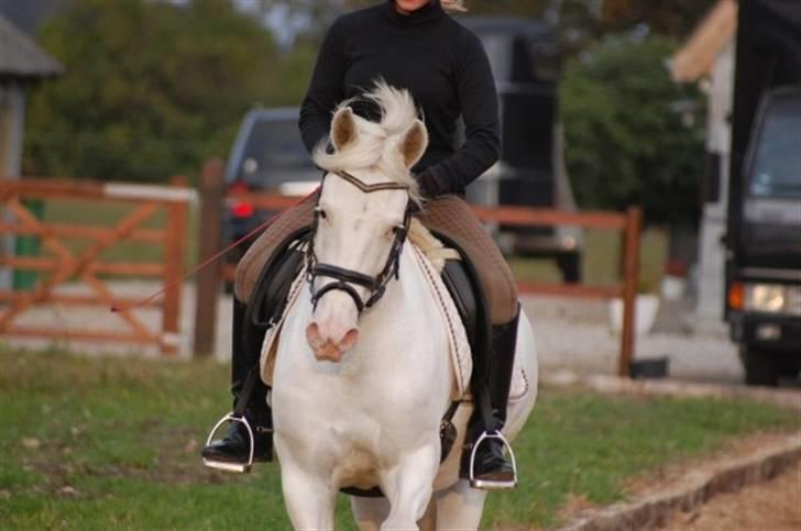 Connemara Mosedals Snowflake - Træning oktober 2009. Af Karina og Mia billede 11