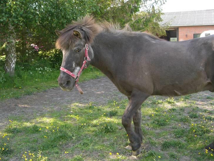 Islænder Siggi fra Ellekærgår *R.I.P. savnet*  - Siggi på fold :)  billede 20