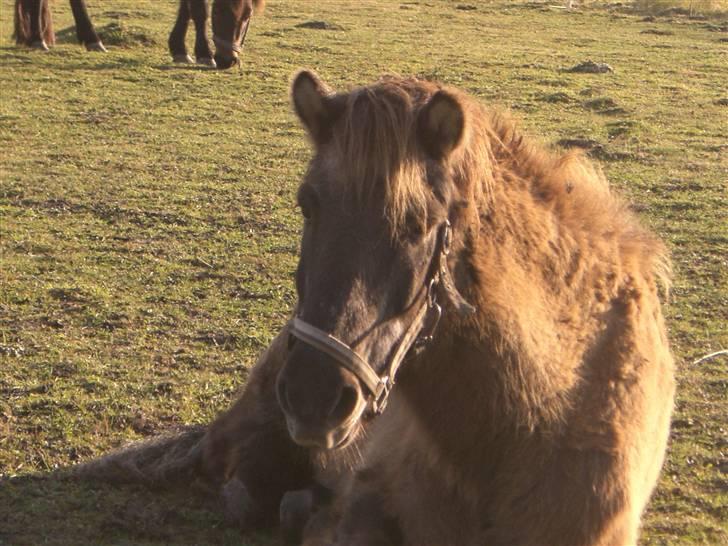 Islænder Siggi fra Ellekærgår *R.I.P. savnet*  - Siggi har ligget og sovet men nu er han vågen :P  billede 8