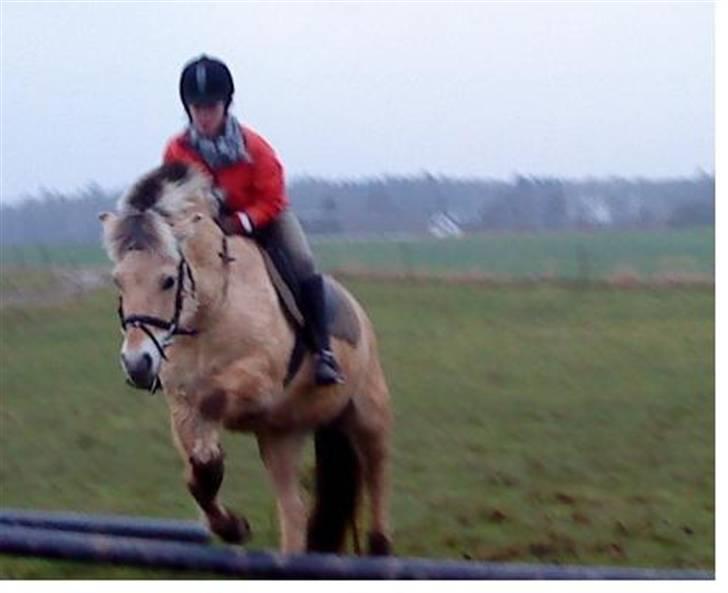 Fjordhest Tøsen - Weeee.. ;P Lille søster stine springer på min smukke pony<3 billede 11