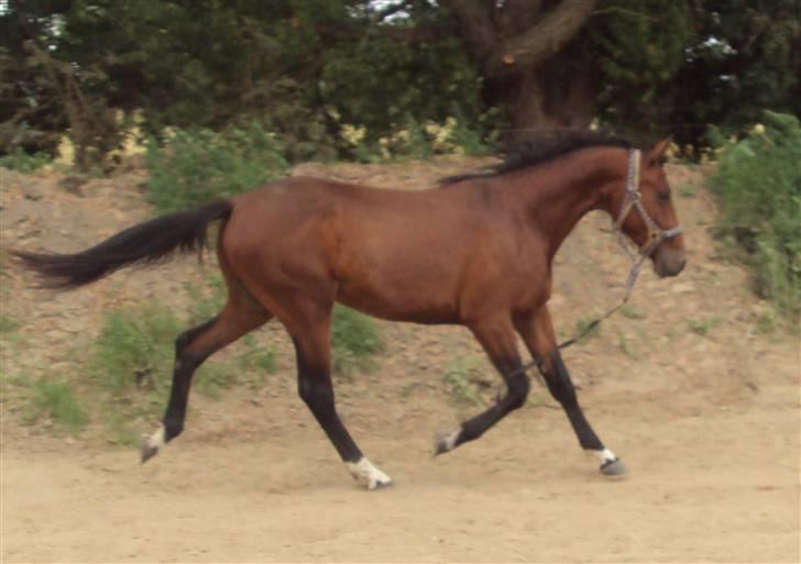 Anden særlig race milan # solgt # - smukke dreng !! billede 1