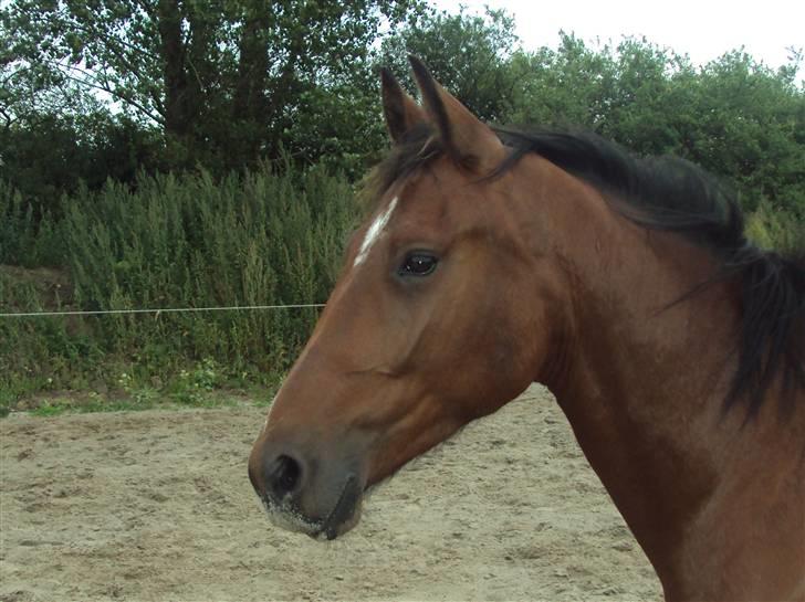 Anden særlig race milan # solgt # - milan har liget leget med sand... han har det over hele mulen thi hi :O) billede 2