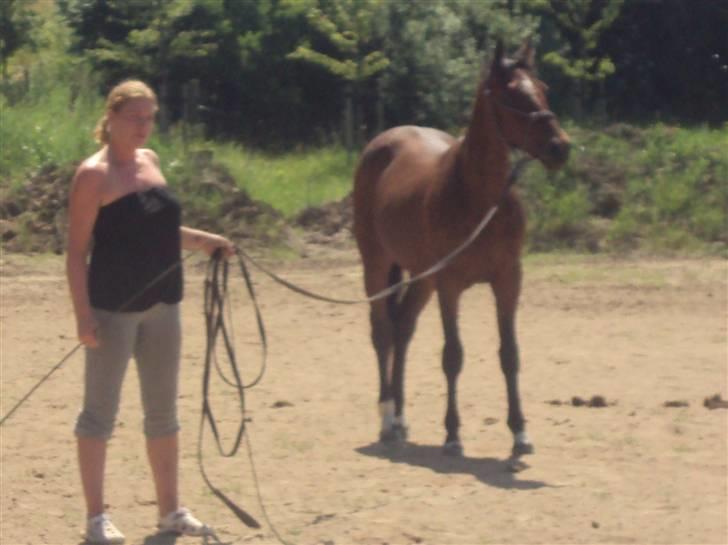 Anden særlig race milan # solgt # - han er s´å smuk som han står der :D billede 3