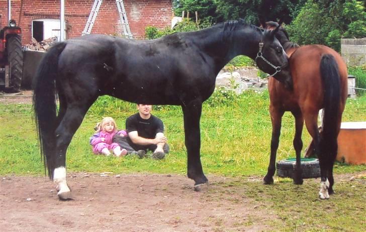 Anden særlig race milan # solgt # - milans far (oldenborg) og mor (som er fuldbloden) billede 4