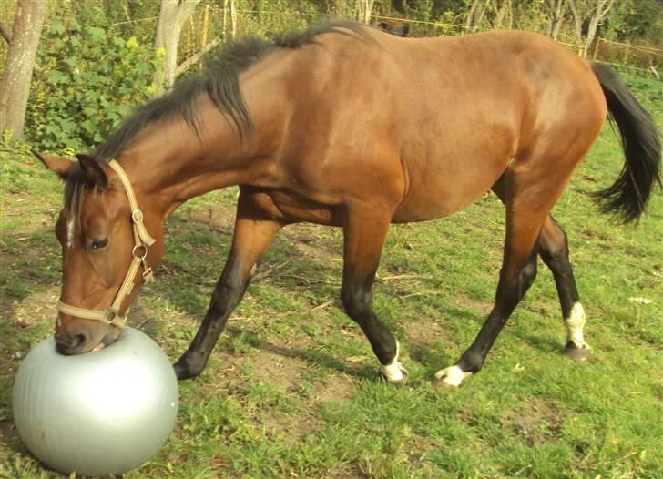 Anden særlig race milan # solgt # - så har milan lært at spille bold... og han ELSKER det  (se evt filmklippet hvor han lige har fundet ud af hva det handler om :O) billede 5