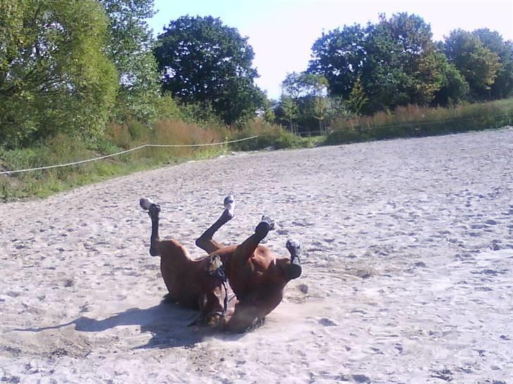 Anden særlig race milan # solgt # - åhhh. det er dejligt at gi den gas efter træning :O) billede 6