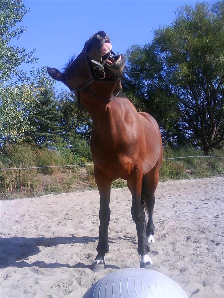 Anden særlig race milan # solgt # - er ved at spille bold...  ser ud til at morer ham fint.. har har bid i et par minutter for 3 gang... det tager han barre i stiv arm :O) billede 7