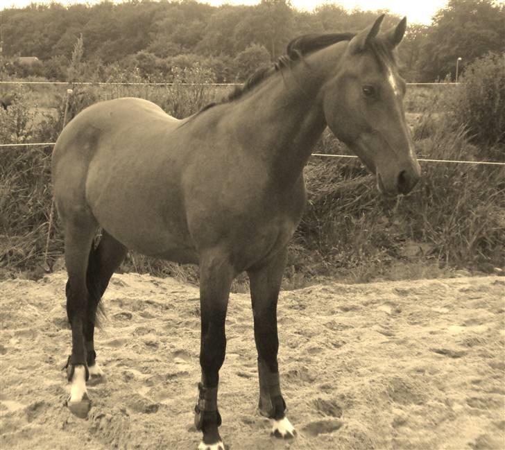 Anden særlig race milan # solgt # - her er milan... en super dejlig hingst billede 8