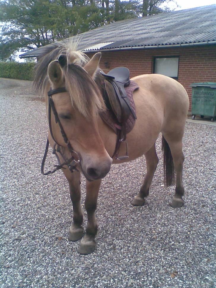 Fjordhest Licitta <3 solgt. - En dag, lige ingen vi skulle ride. billede 17