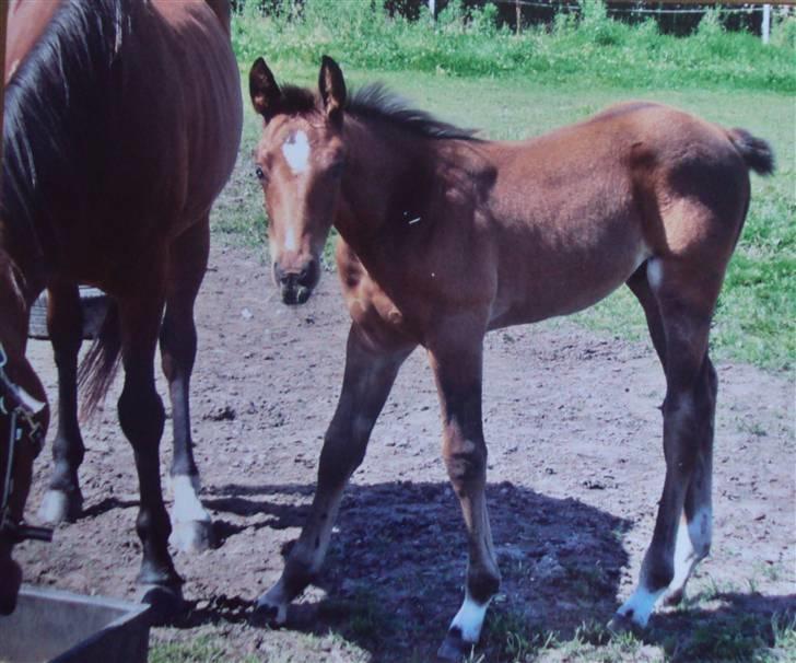 Anden særlig race milan # solgt # - lille milan er ikk ret gammel her :D billede 9