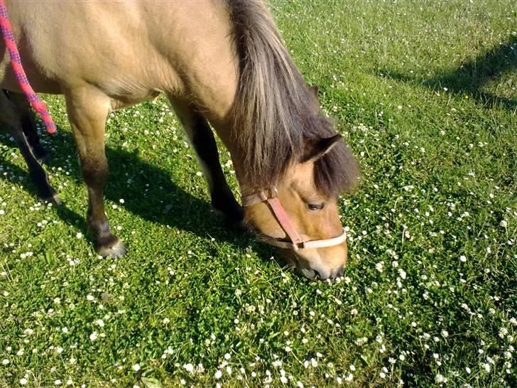 Islænder Kveikja  billede 2
