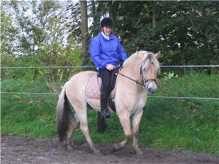 Fjordhest Bastian - Sept/Okt.07. billede 2