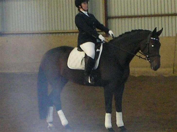 Holstener liva ( solgt ) - Stævne Hosk nov 2008 billede 13