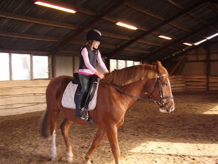 Anden særlig race paplo vixi - min datter rider på paplo billede 1