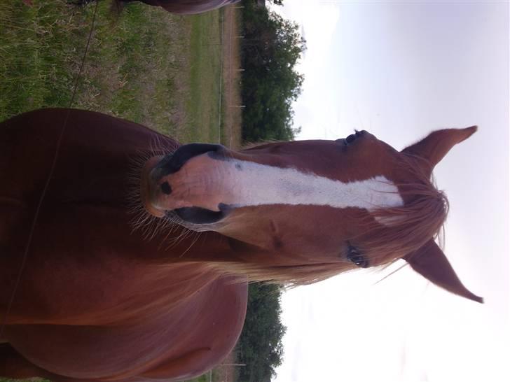 Anden særlig race paplo vixi billede 2