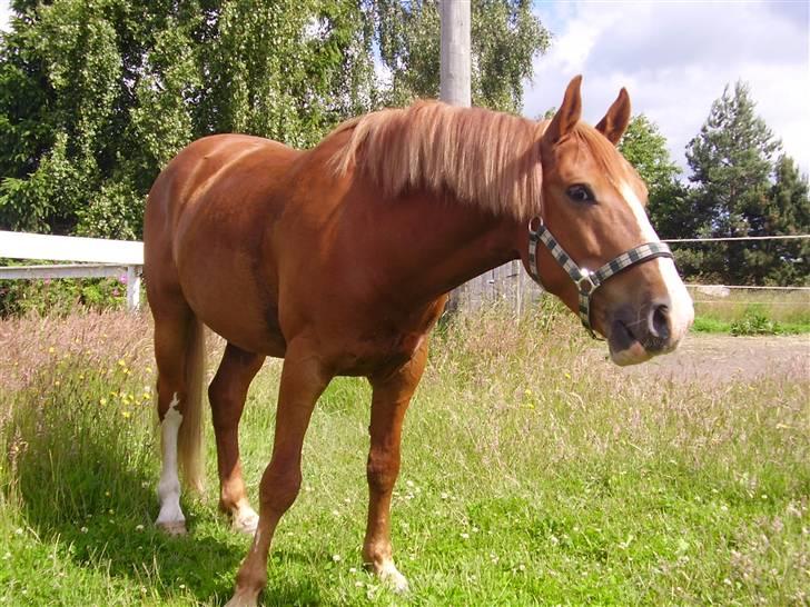 Anden særlig race paplo vixi - en dejlig sommerdag billede 3