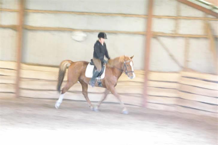 Anden særlig race paplo vixi billede 5