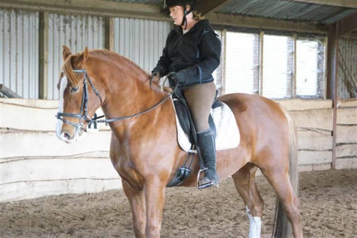 Anden særlig race paplo vixi billede 6