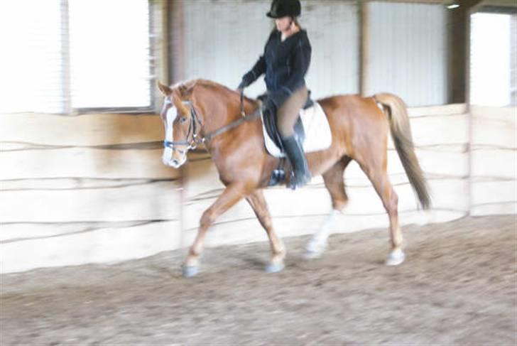 Anden særlig race paplo vixi billede 7