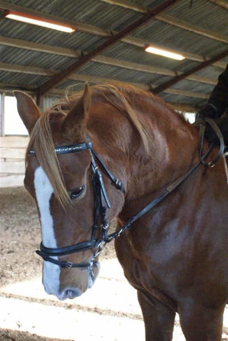 Anden særlig race paplo vixi billede 8