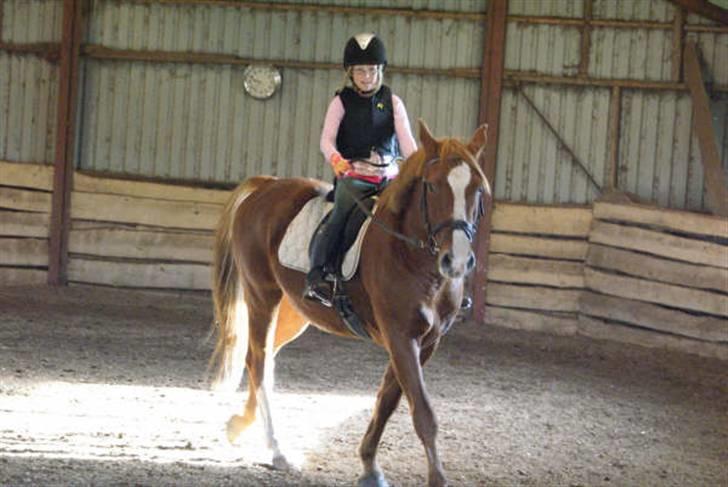 Anden særlig race paplo vixi billede 9